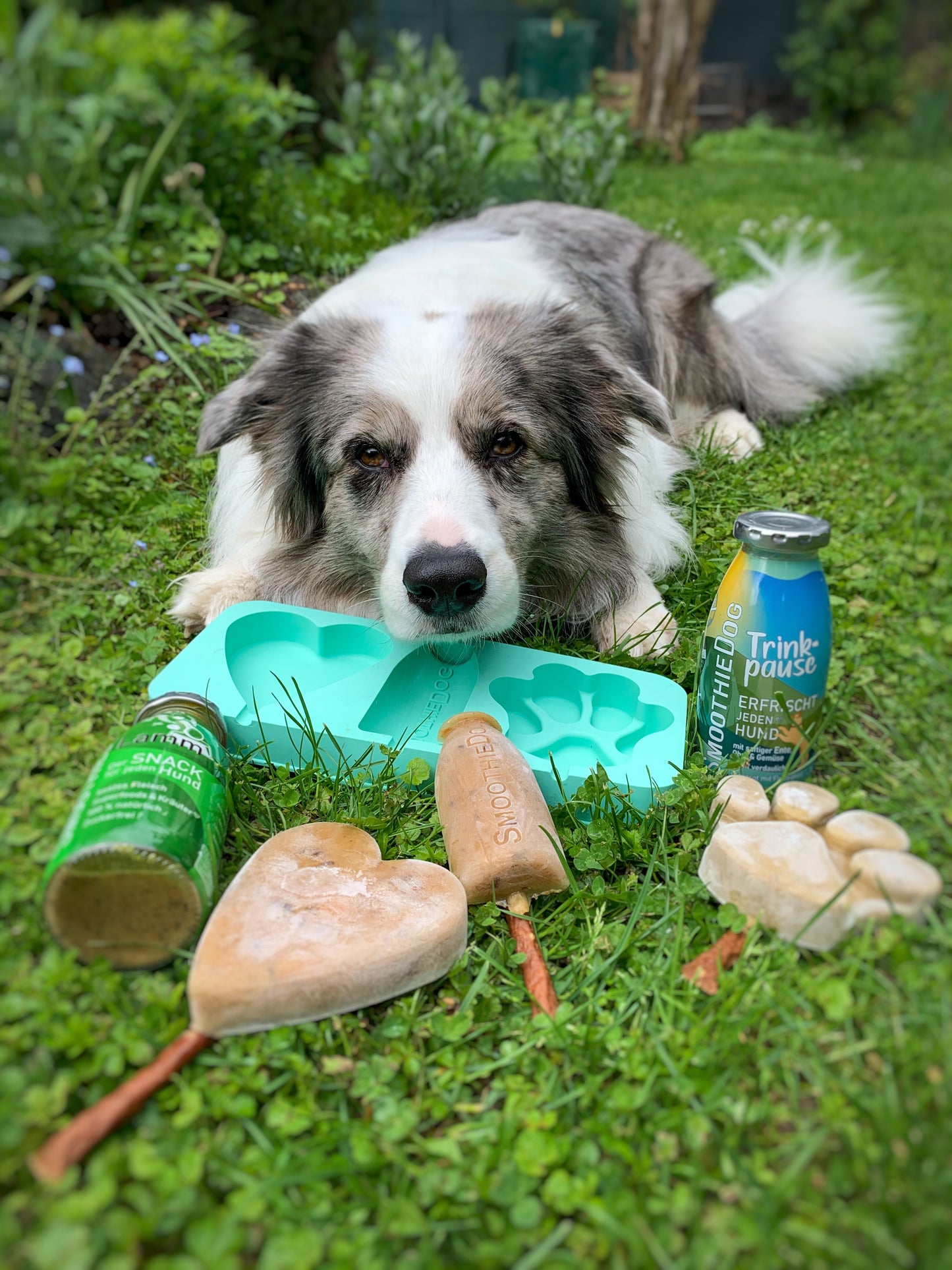 SmoothieDog Eisform I futterhütte Leipzig
